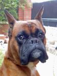 c'est  mon  chien  qui  s'appele  dolf
